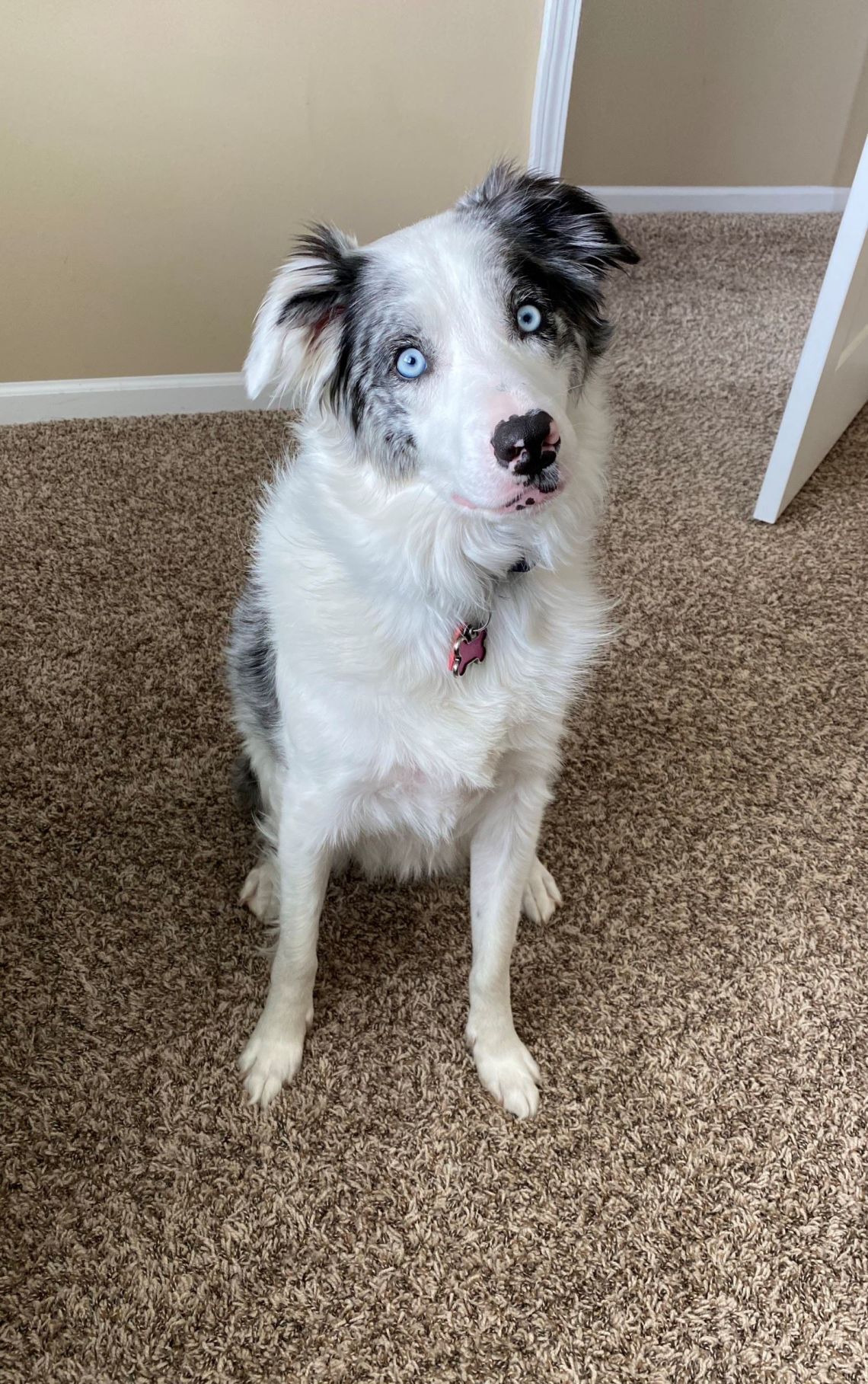 Zora the Blue-Eyed Princess